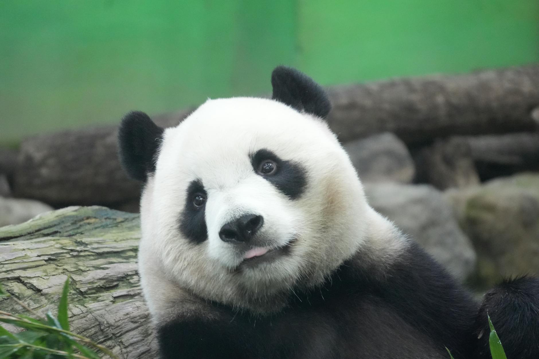 How China Robotics Stocks Could Outperform US Competitors - Featured image