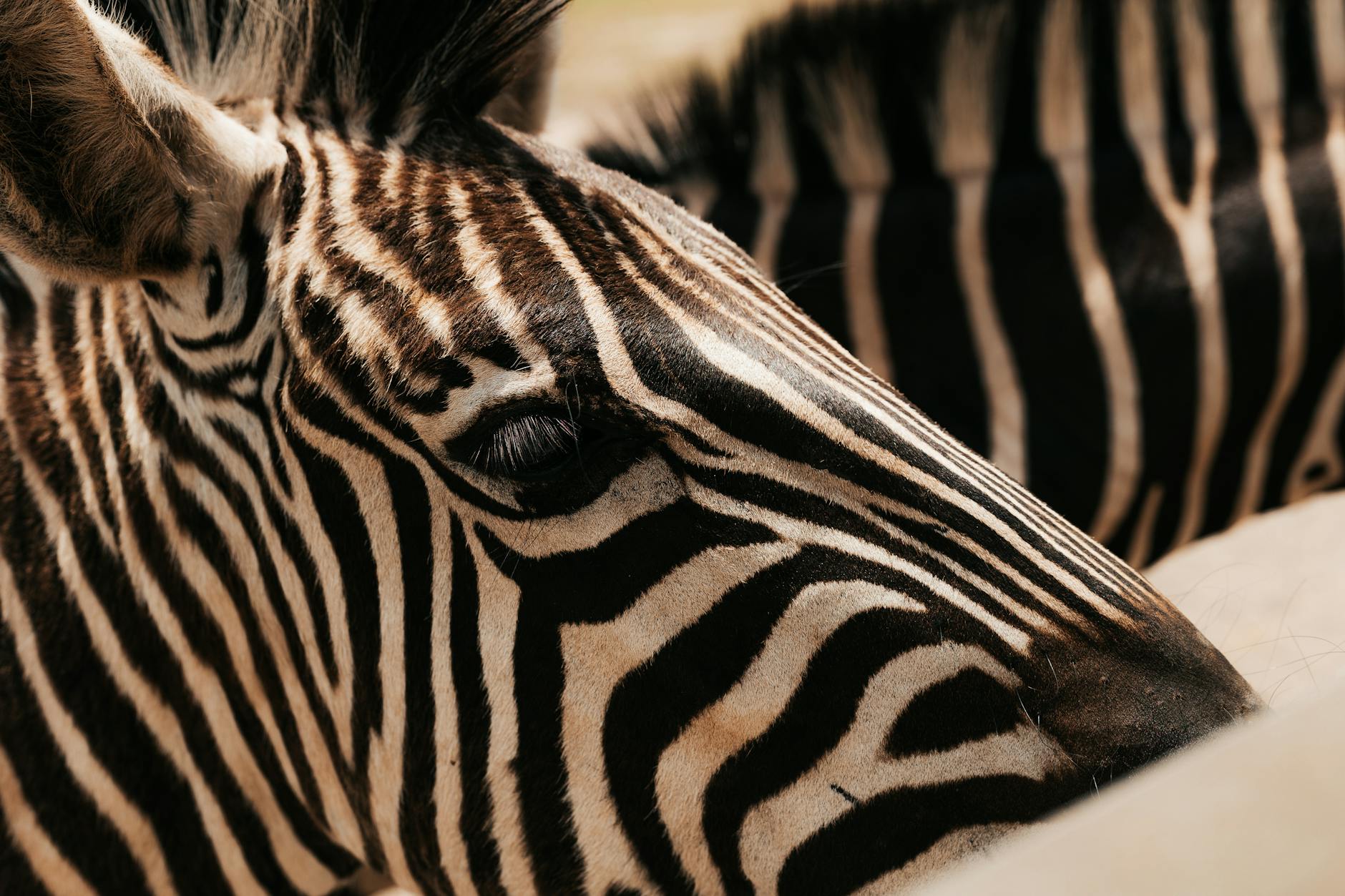 How Did Zebra Technologies Become Central to Logistics Automation?
