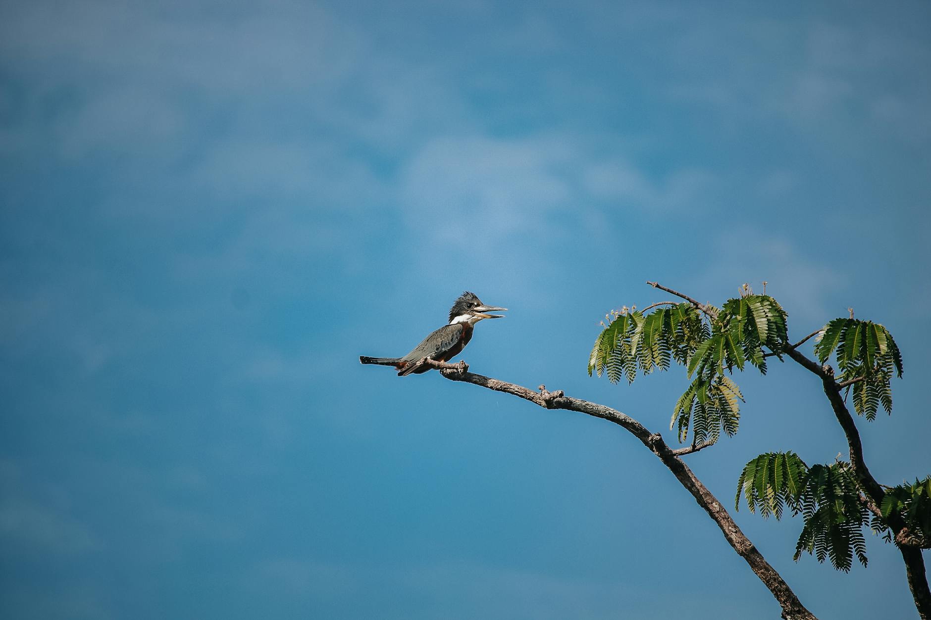 ISRG The Amazon of Robotic Surgery - Featured image