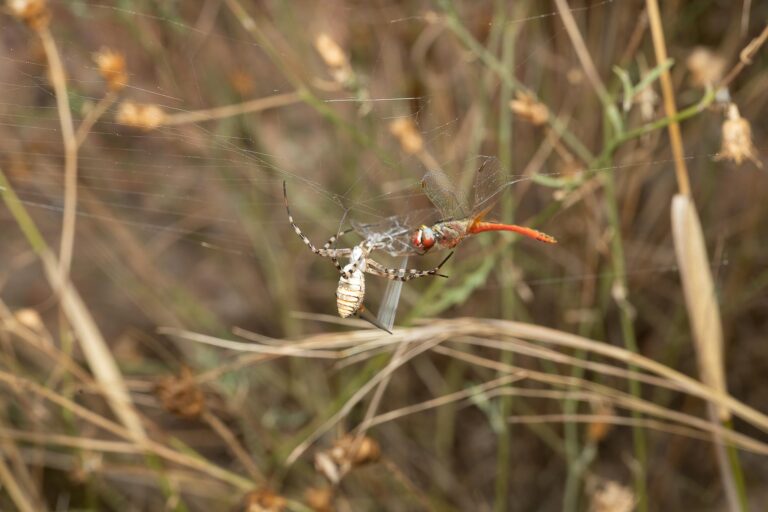 MBOT The Speculative Healthcare Robotics Bet - Featured image