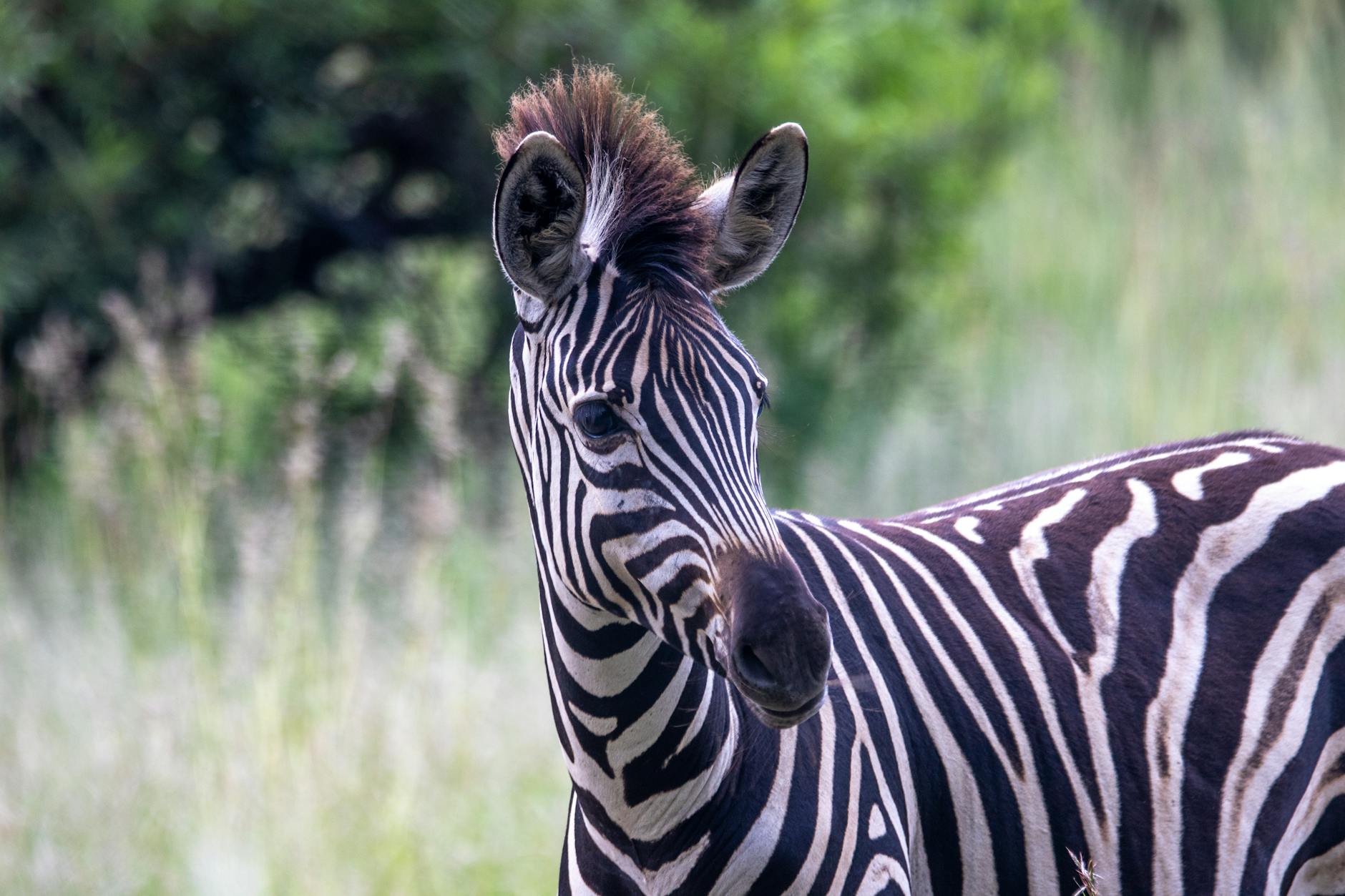 What Makes Zebra Technologies the 