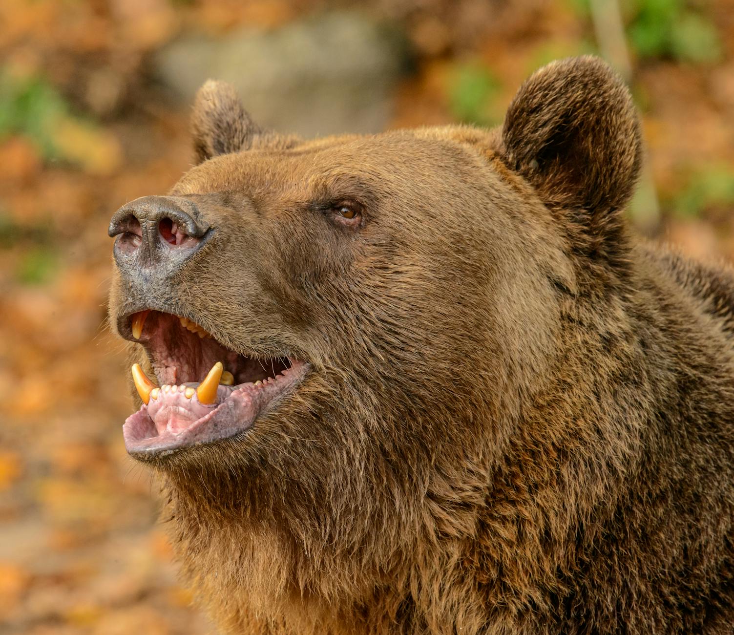 Why Does ISRG Dominate Surgical Robotics Like Nvidia Dominates AI Chips?