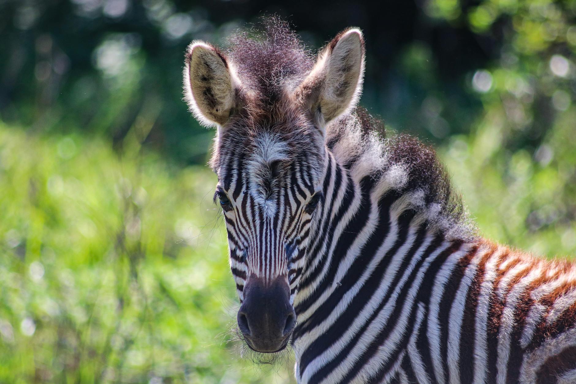 Why Does Zebra Dominate Enterprise Warehouse Scanning?