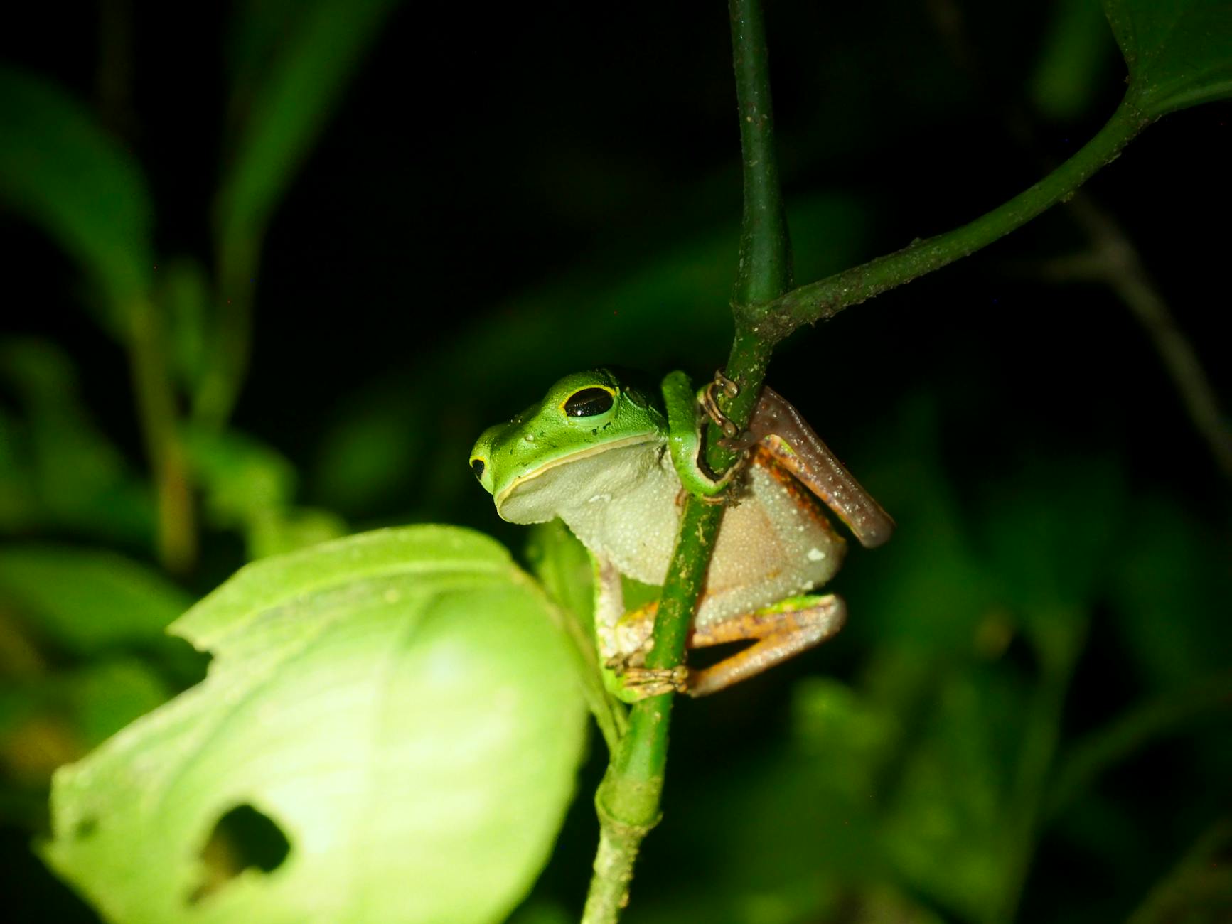 How Did SIDU Pioneer the Space Robotics Approach?