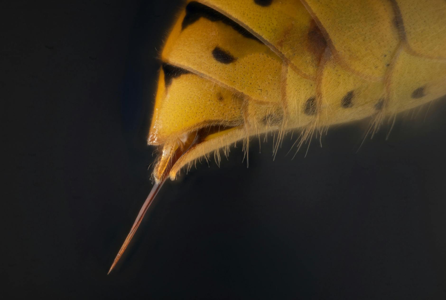 How NBIS Became the Central Hub for Robot Integration