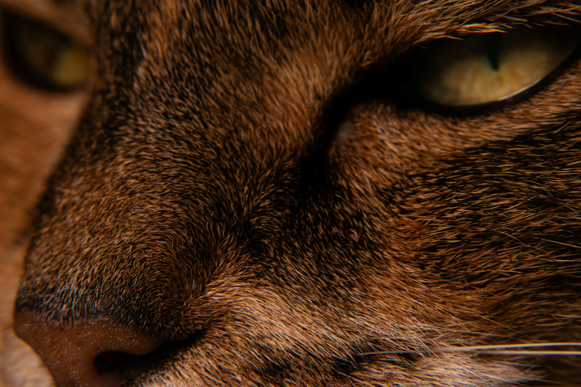 What Does GFAI Actually Do in Asia-Pacific?