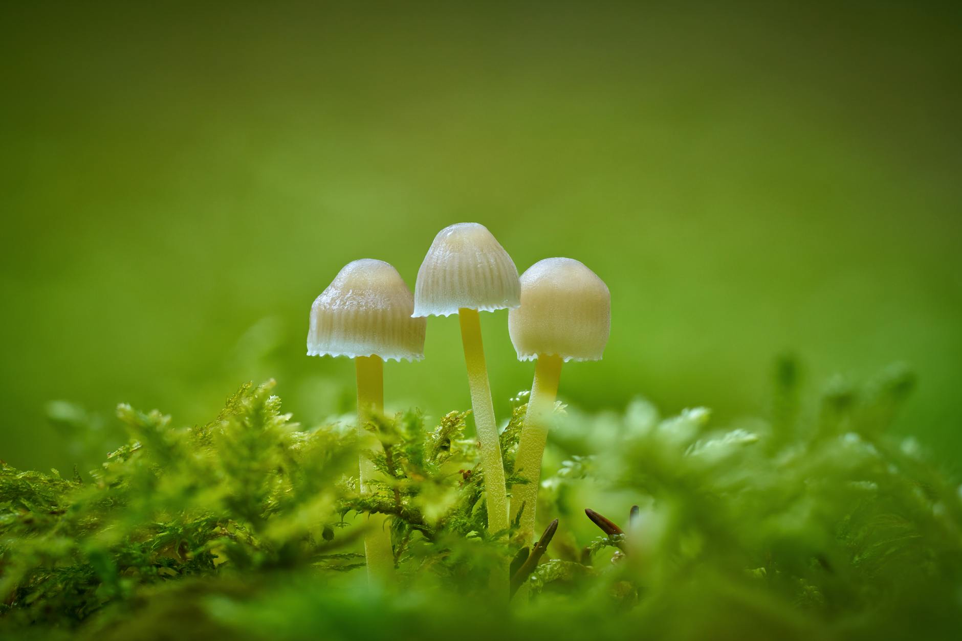 Why Small-Cap Space Companies Appeal to High-Risk Investors