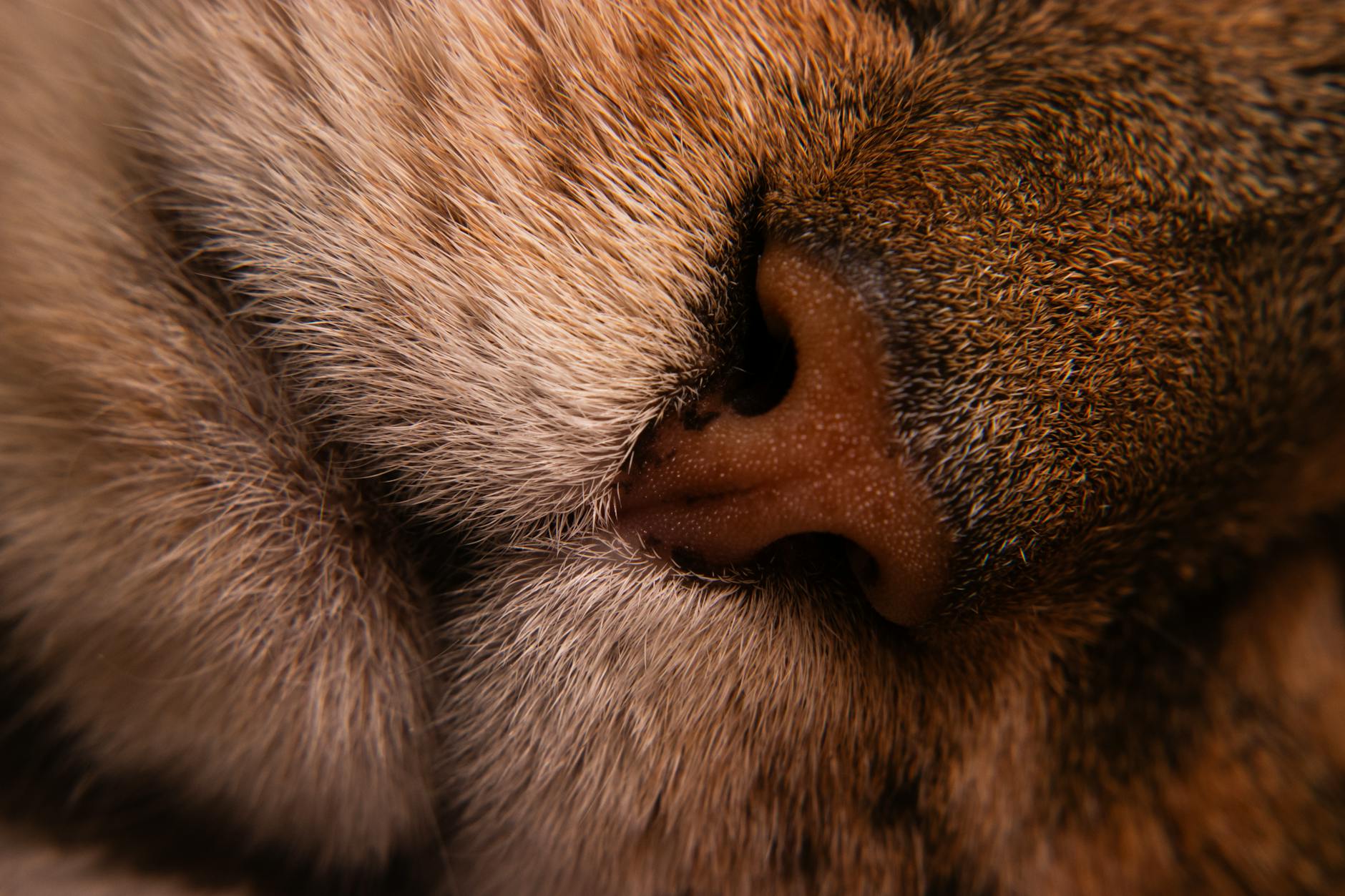 Why Symbotic Deserves the 