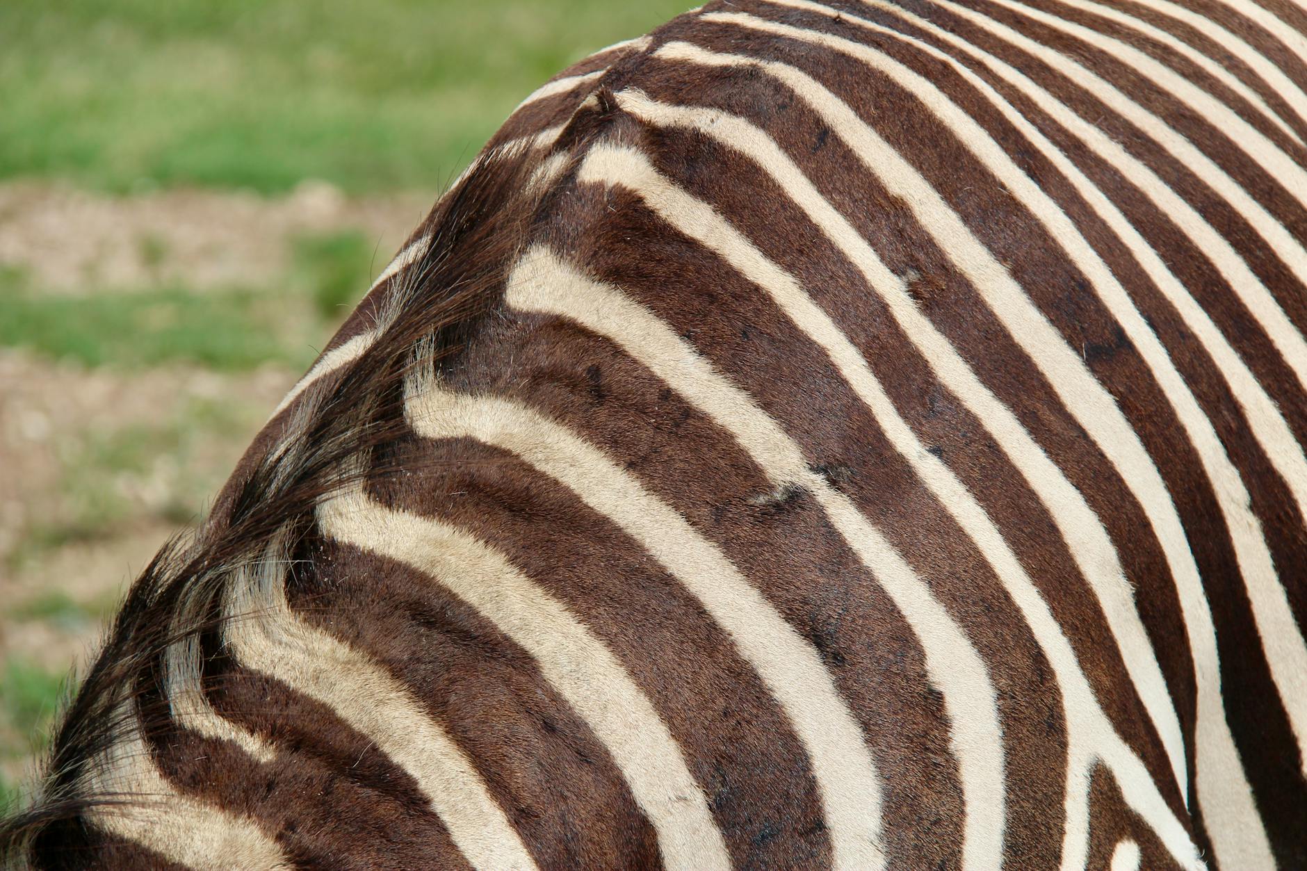 How Does Zebra's Data Capture Architecture Support Robotic Automation?