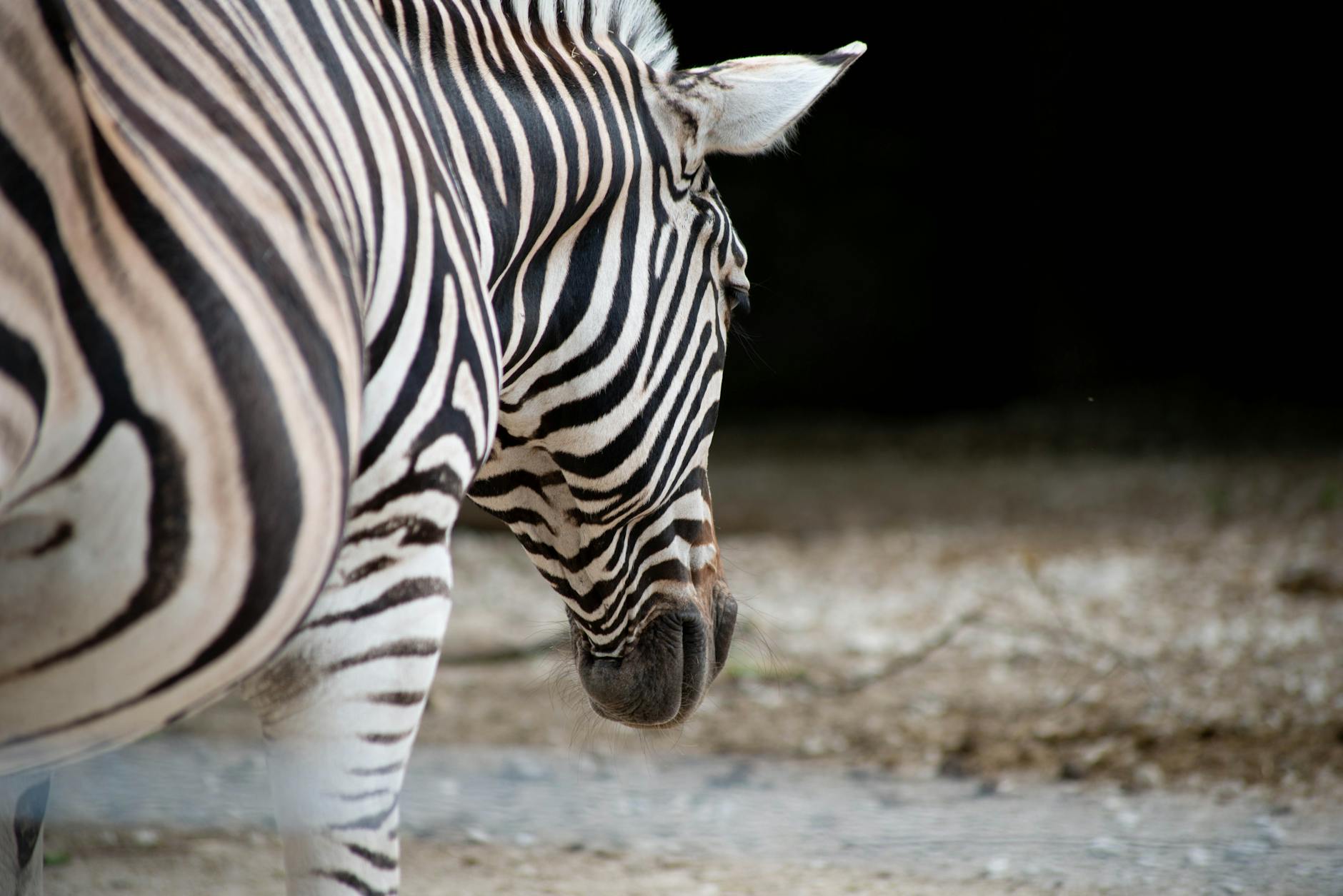 How Zebra Became the Invisible Backbone of Global Enterprise Operations
