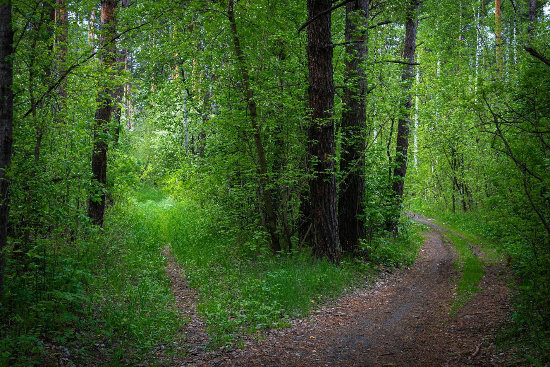 Revenue Growth and the Path to Scale